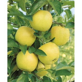 Яблуня Гібсон (саджанець, дворічний)