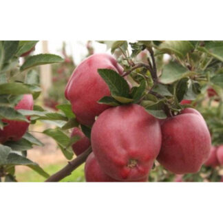 Яблуня Глостер (саджанець, однорічний)