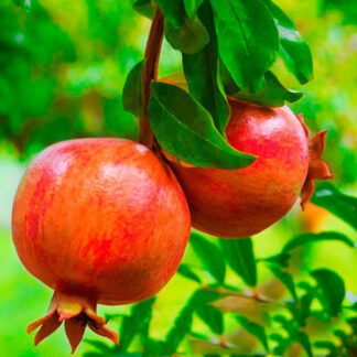 Саджанці гаранату Кримський Смугастий