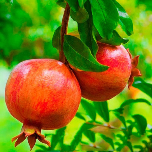 Саджанці гаранату Кримський Смугастий