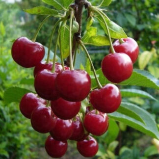 Вишня колоновидна Малютка