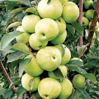 Яблуня колоновидна Трайдент