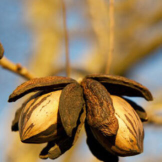 Горіх Пекан Бартон (однорічний) / сіянець