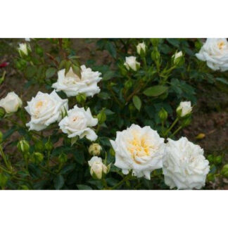 Бордюрна троянда Хонемілк