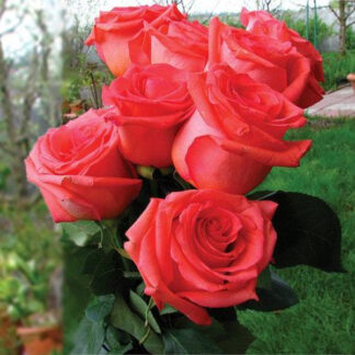 Саджанці чайно-гібридних троянд Імпульс