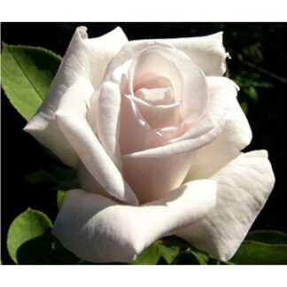 Саджанці чайно-гібридних троянд Білуга