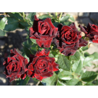 Саджанці чайно-гібридних троянд Блек Баккара