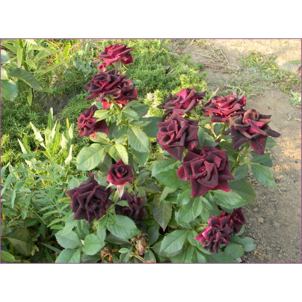 Саджанці чайно-гібридних троянд Блек Бьюті