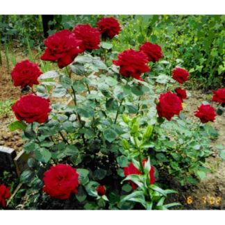 Саджанці чайно-гібридних троянд Кардинал