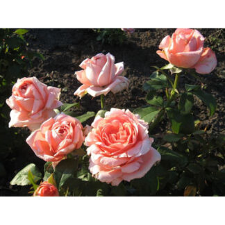 Саджанці чайно-гібридних троянд Нобіліс