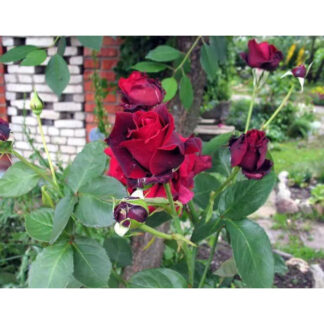 Саджанці чайно-гібридних троянд Норіта