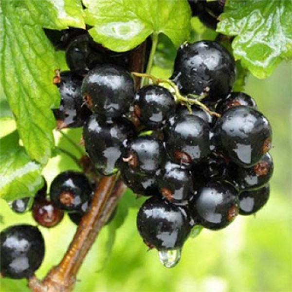 Чорна Смородина Чорний Бумер на штамбі