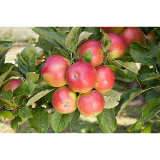 Яблуня Айдаред (саджанець, однорічний)