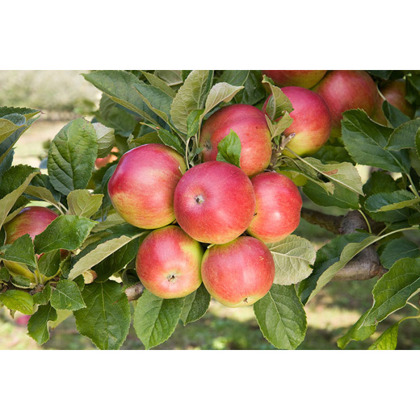 Яблуня Айдаред (саджанець, однорічний)