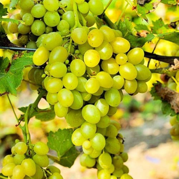 Виноград Аркадія