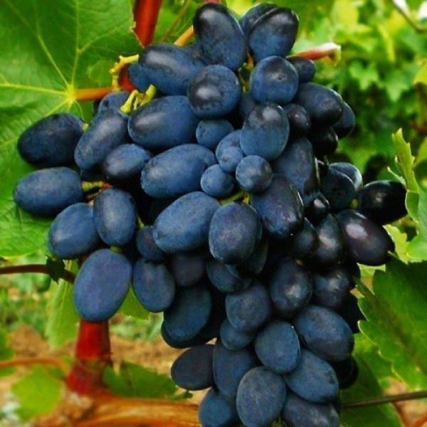 Виноград Кодрянка