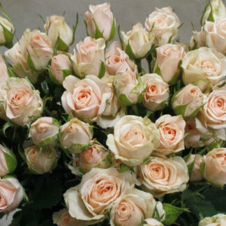 Бордюрна троянда Ізіс