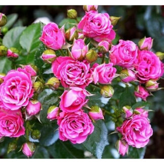 Бордюрна троянда Лавлі Лідія