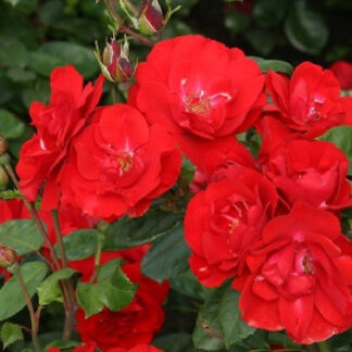 Бордюрна троянда Торнадо