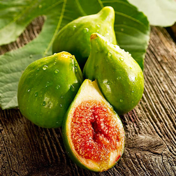 Інжир Далматський