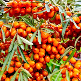 Обліпиха Солодкі