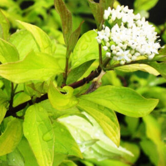 Дерен Ауреа (Aurea) / c1 H 50 см