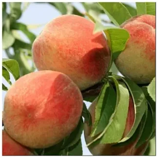 Персик Віргіл Т4 (саджанець, дворічний)