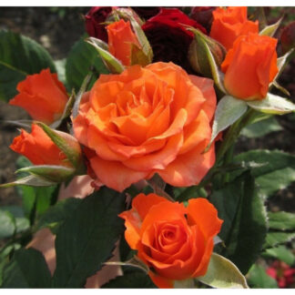 Бордюрна троянда Алегрія