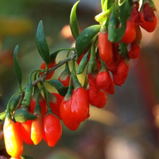 Годжі сорт Tibetan (Тибетський)