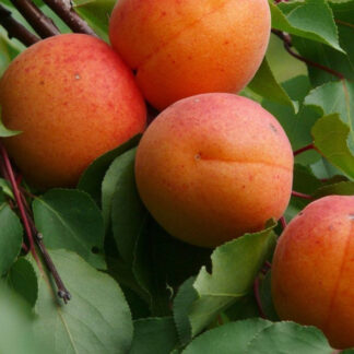Абрикос Діоніс (саджанець, однорічний)