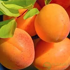 Абрикос Амур (саджанець, трьохрічний)