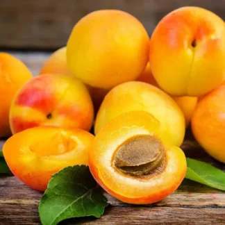 Абрикос Ананасний Діма (саджанець, дворічний)