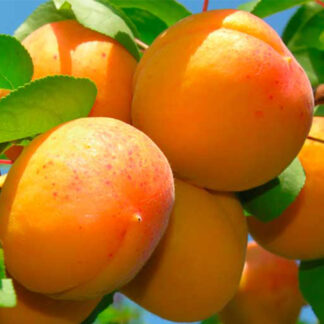 Абрикос Авіатор (саджанець, трьохрічний)