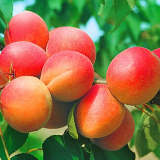 Абрикос Вондер Кот (саджанець, трьохрічний)