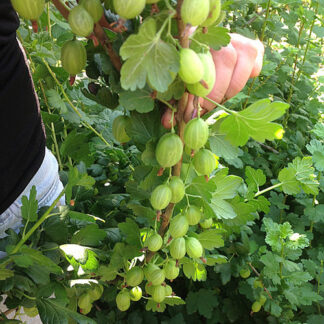 Агрус Малахіт на штамбі