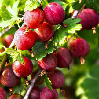 Агрус Сварог