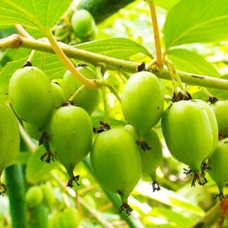 Актинідія Фігурна