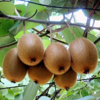 Актинідія Китайська