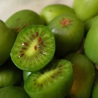 Актинідія Яскраво-зелена