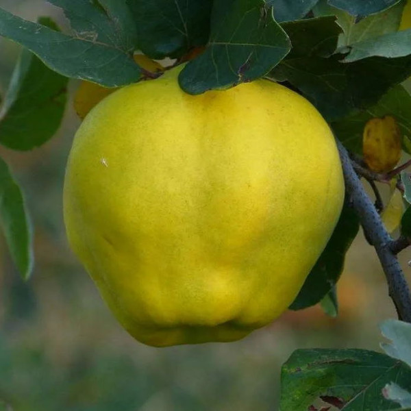 Айва Десертна / дворічна