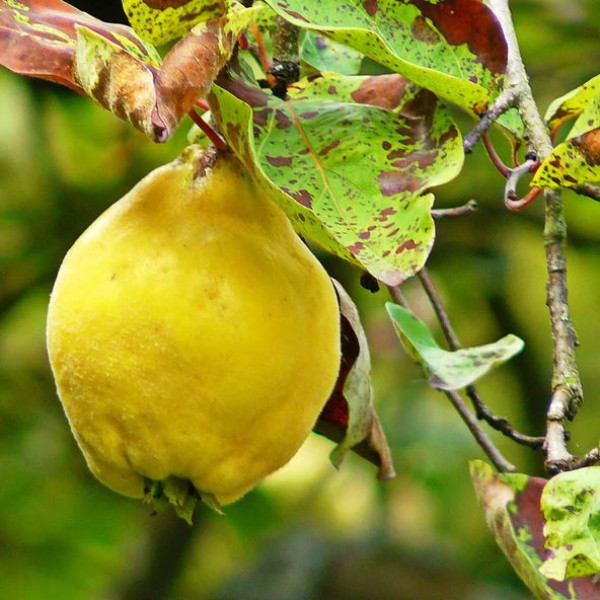 Айва Мудра / дворічна