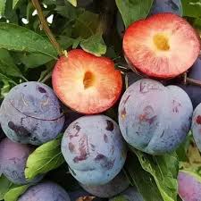 Диплоїдна слива