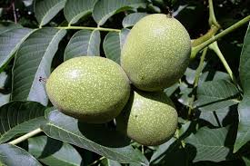 Саджанці грецького горіха Левіна - однорічні