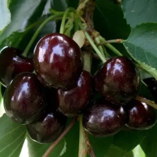 Черешня Блек Стар (саджанець, трьохрічний)