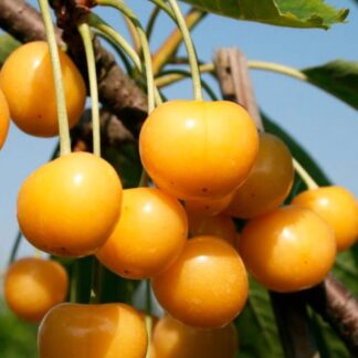 Черешня Дрогана (саджанець, трьохрічний)