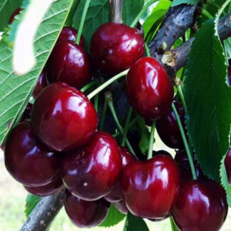 Черешня Каріна (саджанець, однорічний)