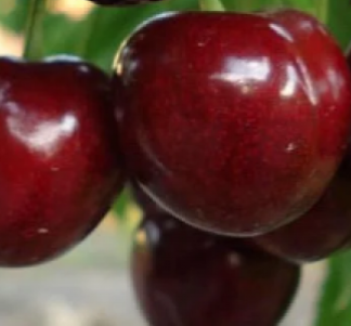 Черешня Знахідка (саджанець, однорічний)