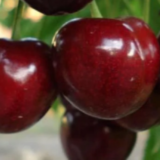 Черешня Знахідка (саджанець, дворічний)