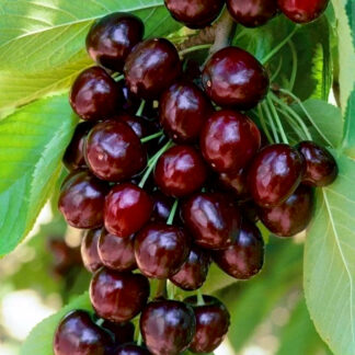 Черешня Валерій Чкалов (саджанець, трьохрічний)