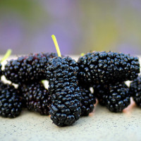 Колоновидні саджанці шовковиці